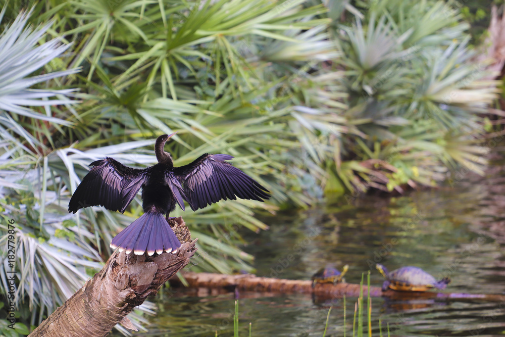 Anhinga