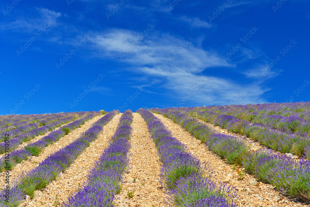 Obraz premium Lavender