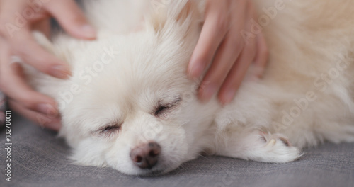 Pet owner touch on pomeranian dog