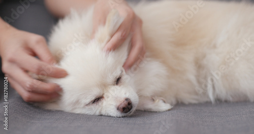 Slika na platnu Pet owner caress her dog