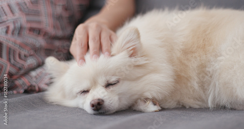 Pet owner touch on Pomeranian dog and sleep on sofa
