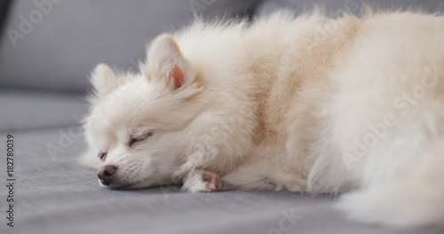 Pomeranian sleep on couch