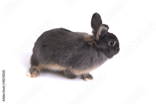 Two tone color netherland dwarf rabbit.