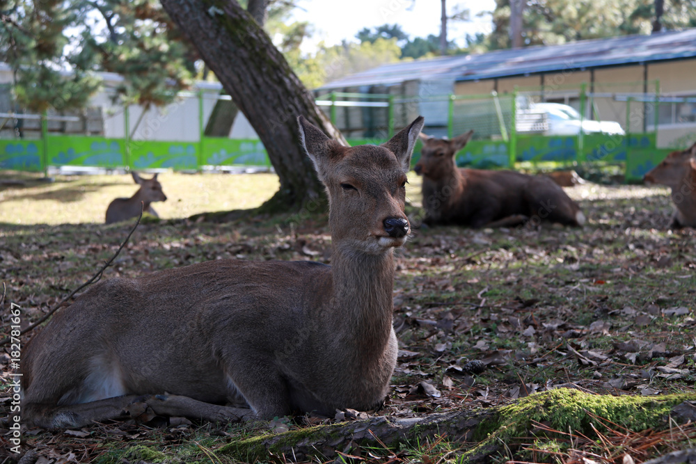 Deer laying down on the grass floor at the park in Nara, Japan. The park is home to hundreds of freely roaming deer. Deer laying down on the grass floor at the park in Nara, Japan. The park is home to hundreds of freely roaming deer.