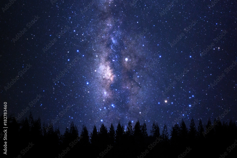 Fototapeta premium Beautiful milkyway and silhouette of pine tree on a night sky before sunrise.