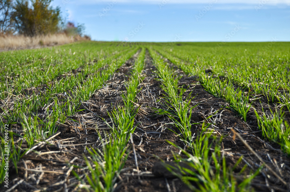 Obraz premium New Growth