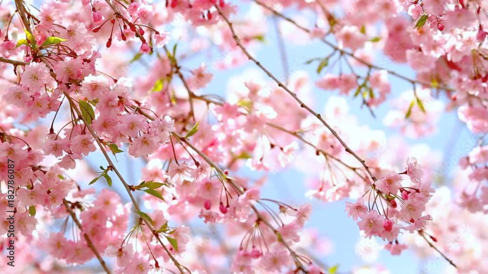 Gently pink sakura flowers against the blue sky. Gently pink sakura flowers against the blue sky.