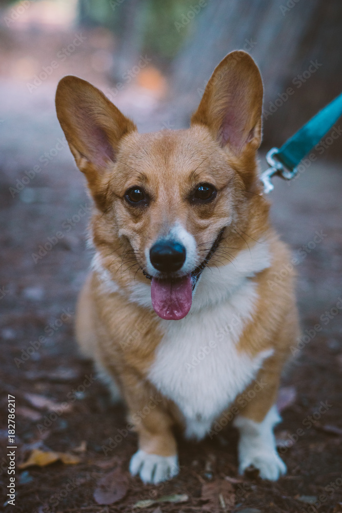 Dog portrait of Corgi pup Dog portrait of Corgi pup