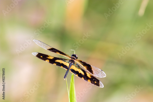 Golden Rhyothemis variegata dragonfly, Kerala, India photo