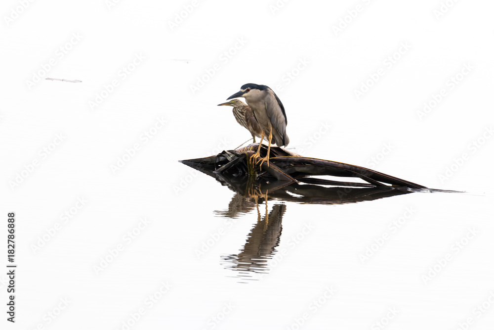 Naklejka premium Water gulls bird from Backwater in Kerala