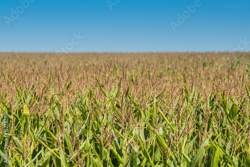 Corn Field in Late Summer