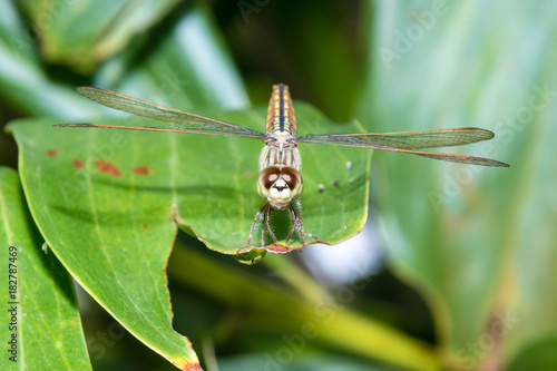 Hydrobasileus croceus Brauer, Amber-Winged Marsh dragonfly photo