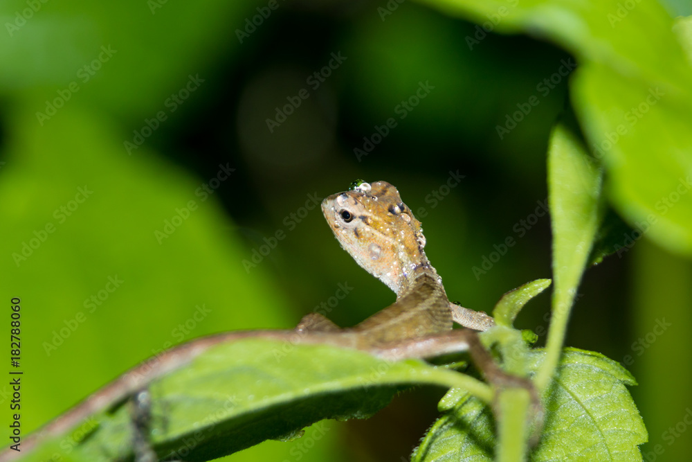 Chameleon with water drops on head after heavy rain Chameleon with water drops on head after heavy rain