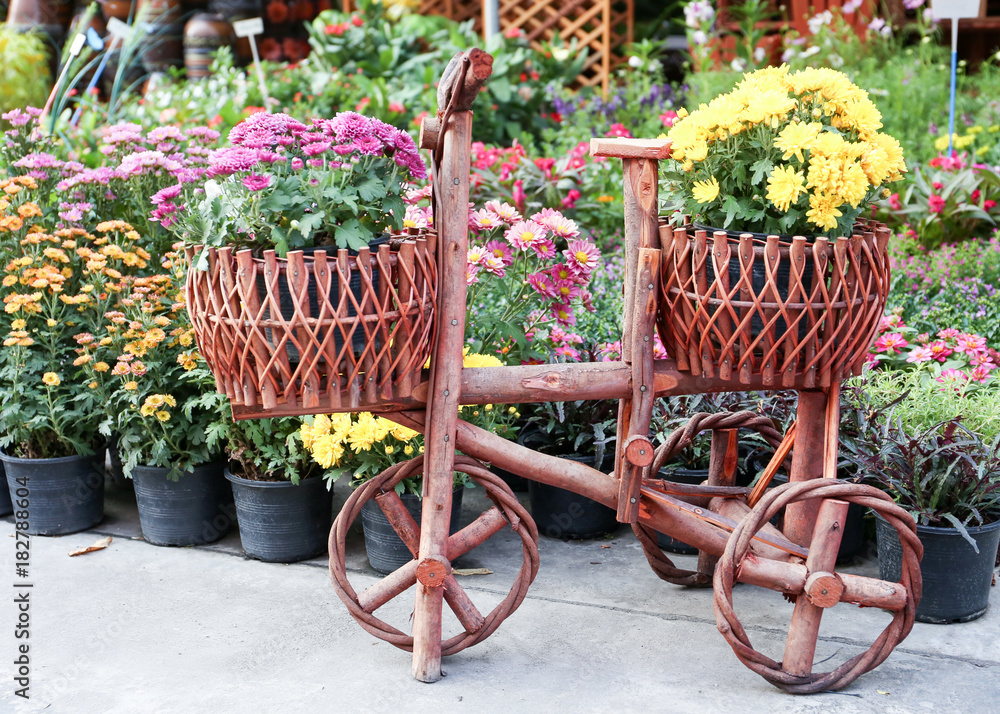 Chrysanthemum flowers plant in wooden flowerpot in bicycle design