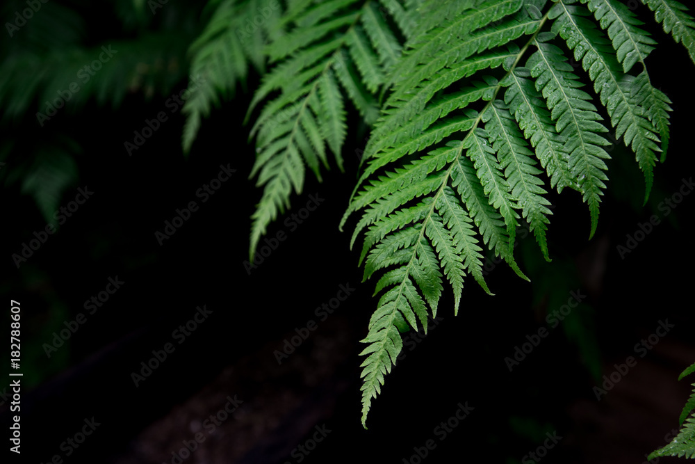 Fern leaves background. A fern in rain forest. Natural green fern in the forest. Fern leaves background. A fern in rain forest. Natural green fern in the forest.