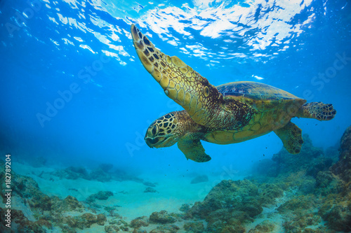 Sea turtle underwater against blue water surface on background © willyam