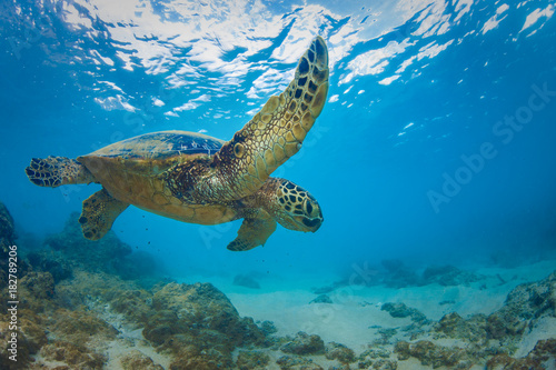 Sea turtle underwater against blue water background © willyam