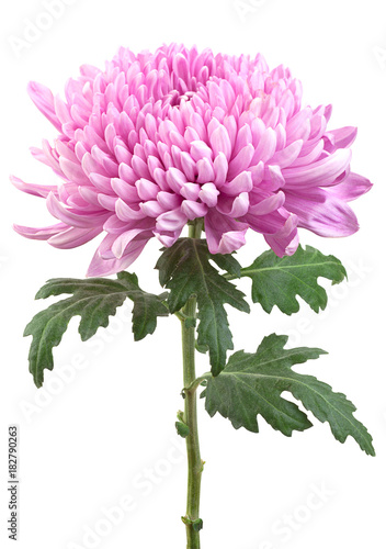 Purple chrysanthemum flower head Fototapet