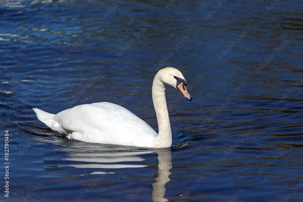 Fototapeta premium portrait of a white swan