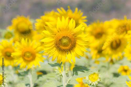 Beautiful of a Sunflower or Helianthus in Sunflower Field  Bright yellow sunflower Lopburi  Thailand