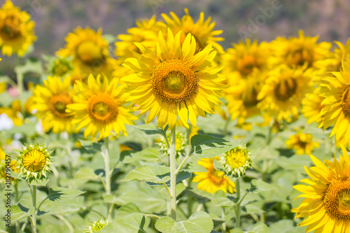 Beautiful of a Sunflower or Helianthus in Sunflower Field, Bright yellow sunflower Lopburi, Thailand