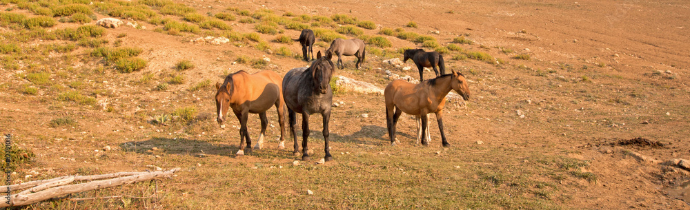Herd of wild horses in the Pryor Mountains in Montana United States Herd of wild horses in the Pryor Mountains in Montana United States