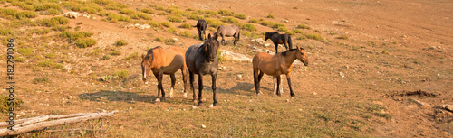 Herd of wild horses in the Pryor Mountains in Montana United States