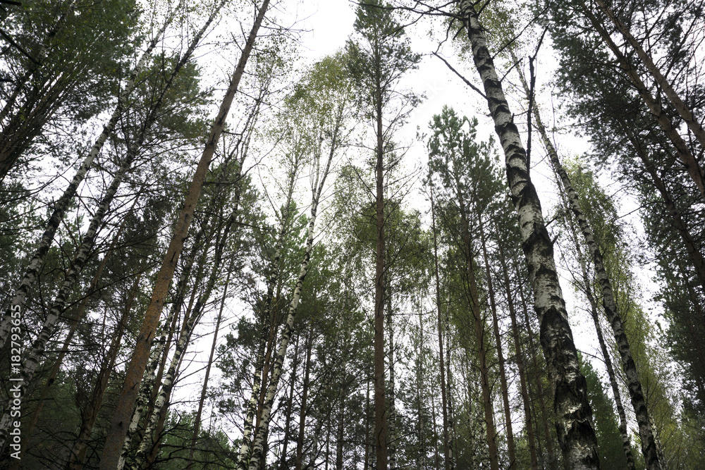 Fototapeta premium Wooded forest trees backlit by golden sunlight before sunset with sun rays pouring through trees on forest floor illuminating tree branches