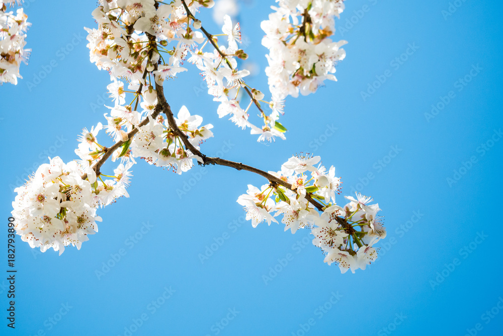 white cherry blossom with blue sky white cherry blossom with blue sky