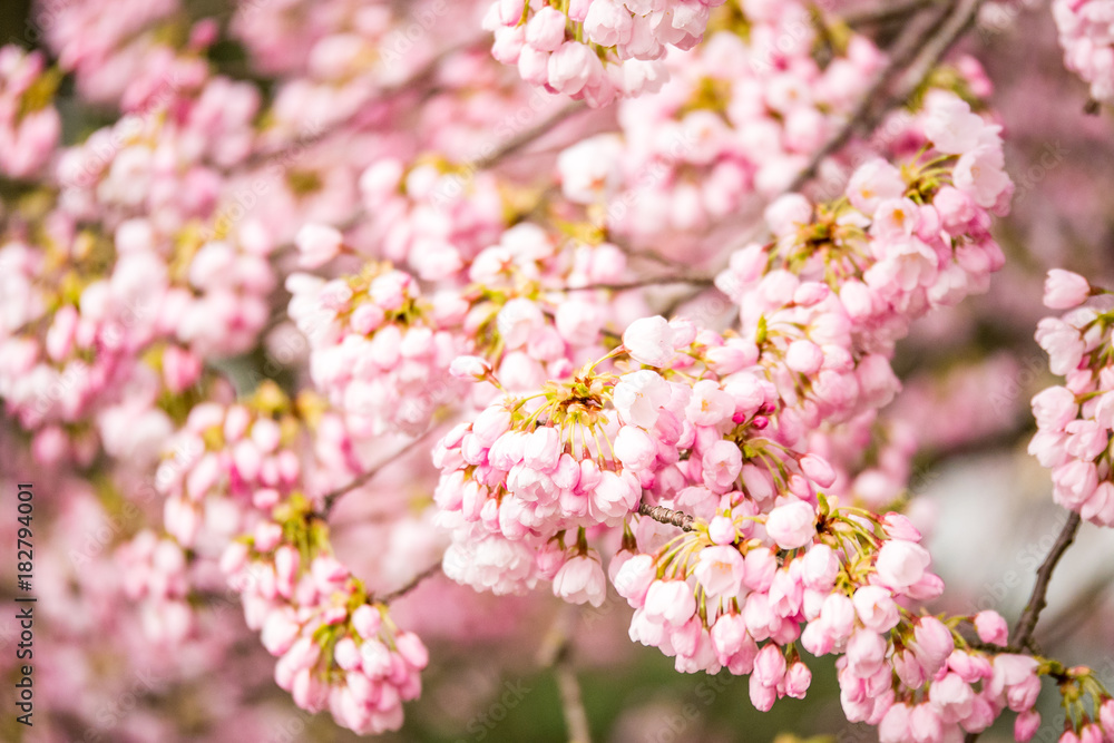 pink cherry blossom background