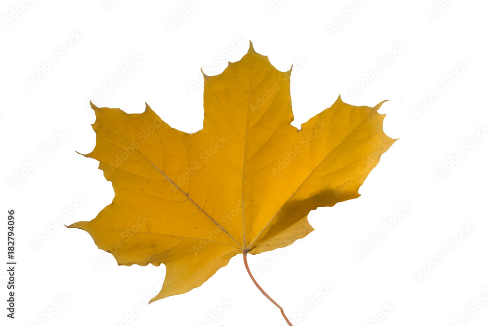 Obraz premium maple leaf isolated, symbol of canada