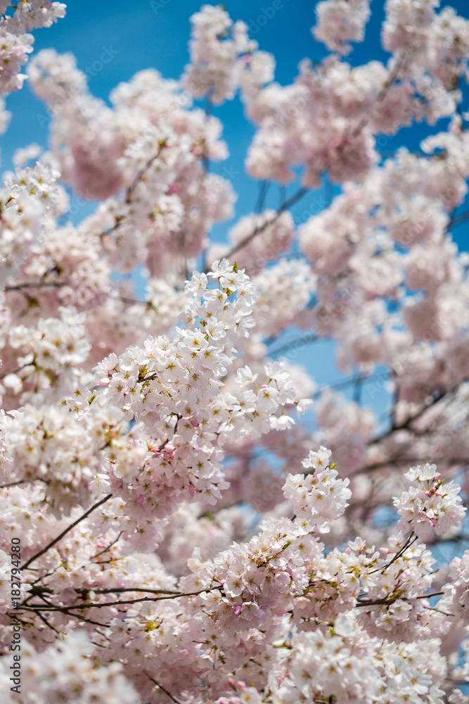 pink cherry blossom under the blue sky pink cherry blossom under the blue sky