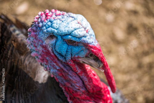 male turkey head shot close-up 