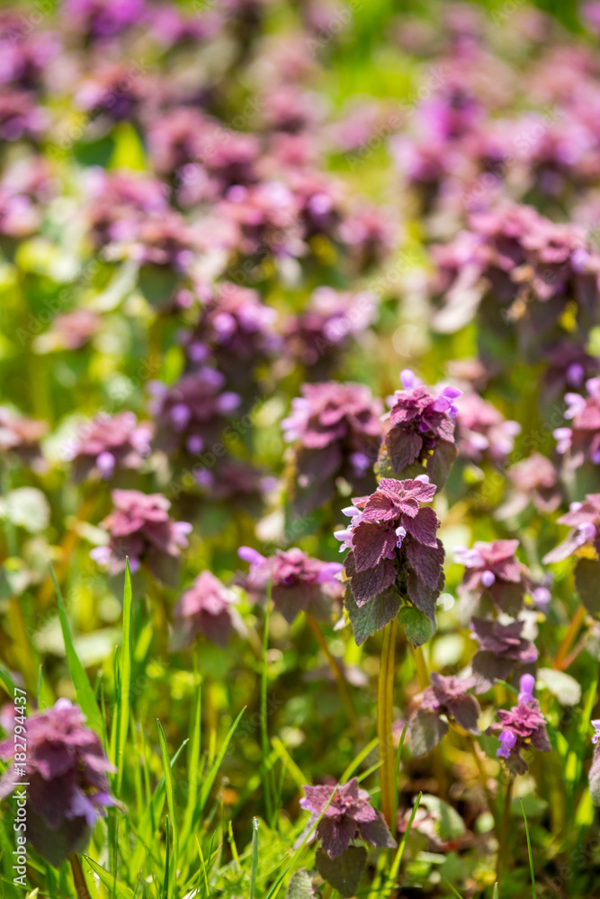 Obraz premium purple flower filed under the sun