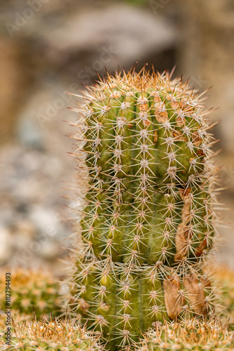 big cactus with lots of spikes