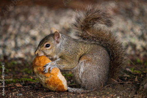 squirrel eating mushroom close-up