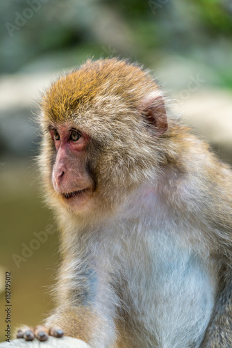 Wild young japanese Macaque  Macaca Fuscata  or Snow monkey. Jigokudani  Nagano Prefecture  Japan