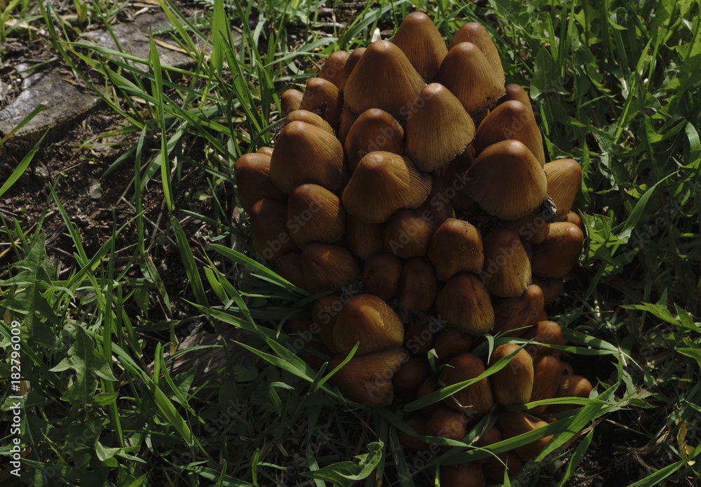 Grey mushrooms on a wood glade Grey mushrooms on a wood glade