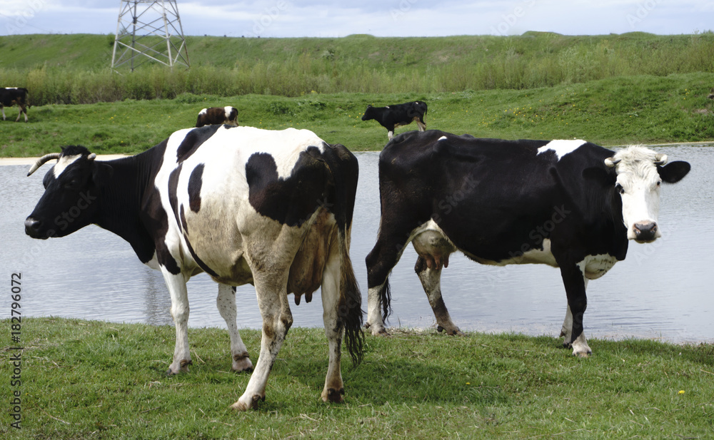 cows grazing on pasture by river at sunset cows grazing on pasture by river at sunset