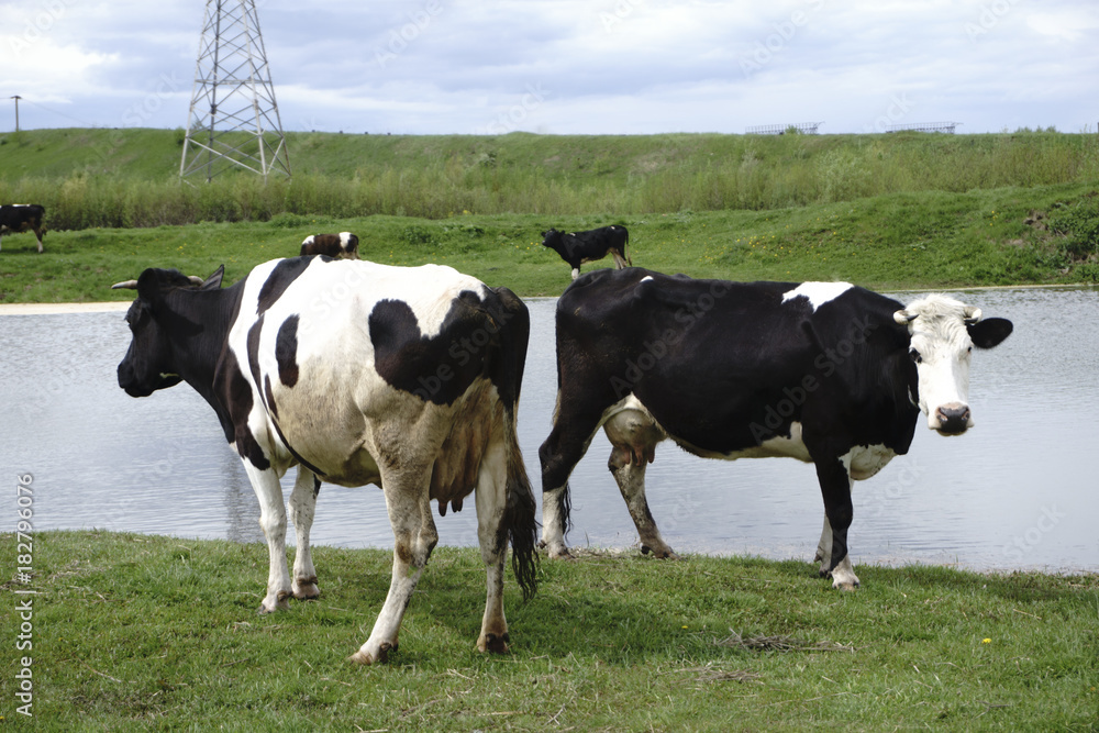 cows grazing on pasture by river at sunset cows grazing on pasture by river at sunset