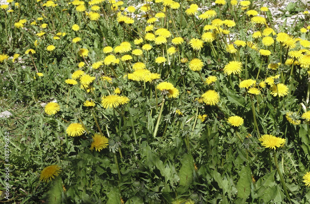 big Yellow field of dandelions big Yellow field of dandelions