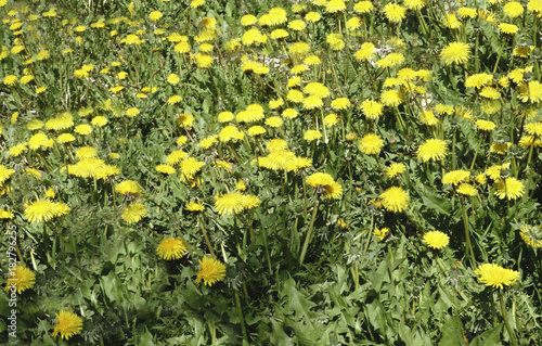 big Yellow field of dandelions