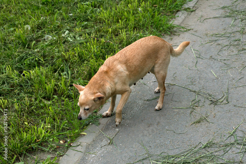 Dog playing outside smiles photo