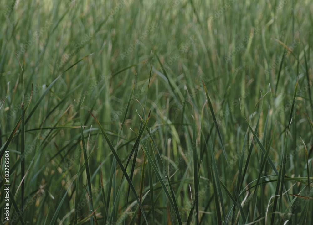 Tall wet grass against a white background Tall wet grass against a white background