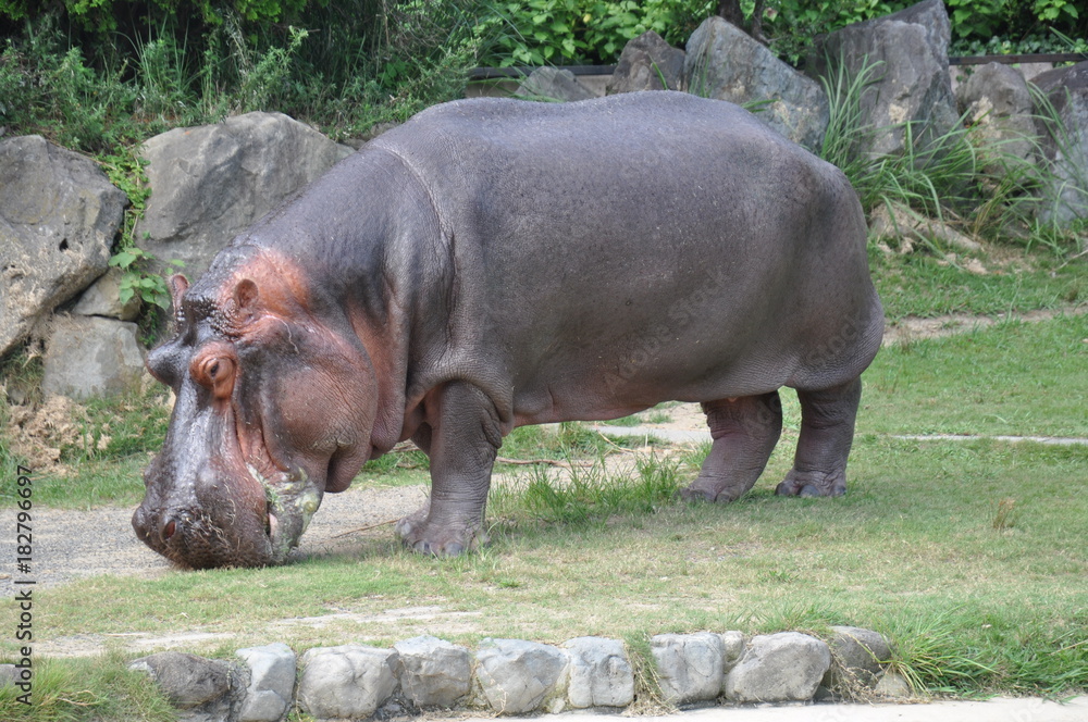 カバ 水辺の生き物 動物園 全身 Stock Photo | Adobe Stock
