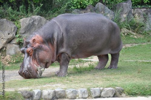 Konstfotografi カバ　水辺の生き物　動物園　全身