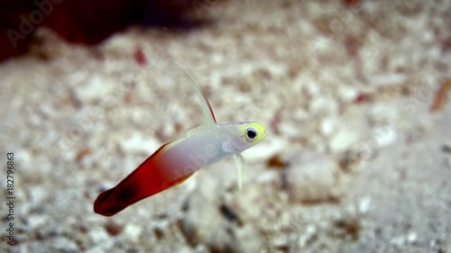 Firefish (Nemateleotris magnifica) is swimming in a coulorfull coral reef, WAKATOBI, Nov 2017, slow motion, RED 5Kws 