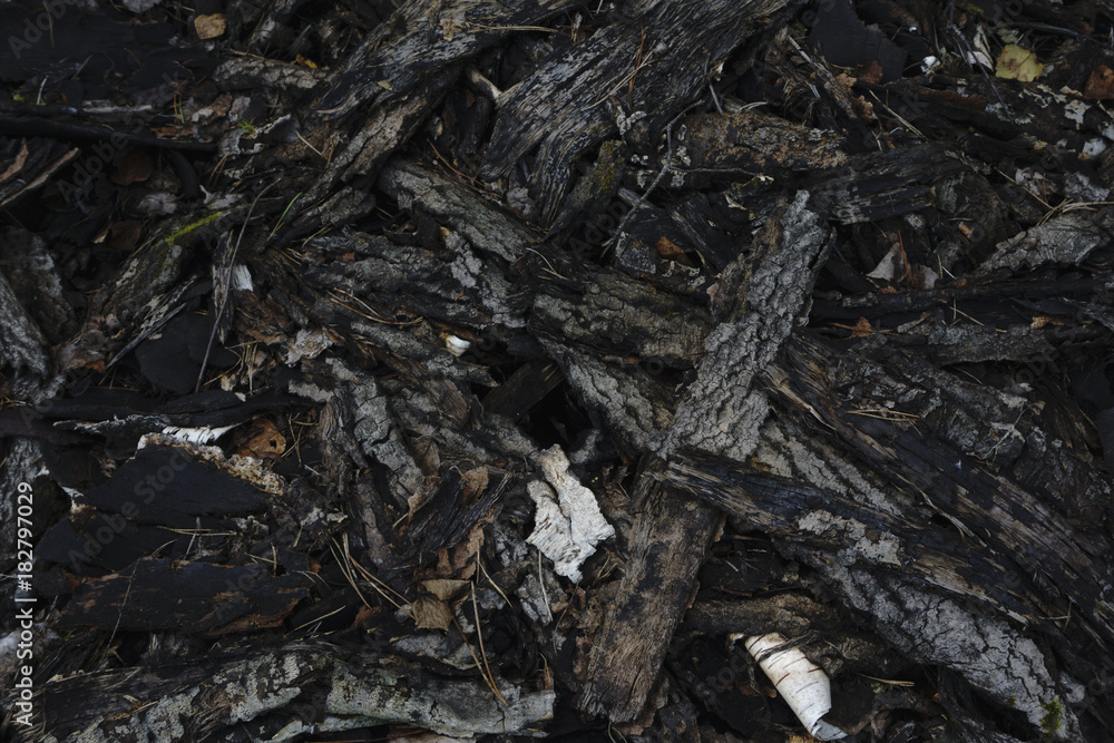 dark tree Bark texture dark tree Bark texture