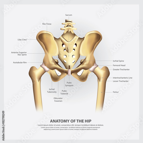 Human Anatomy of the Hip Vector Illustration