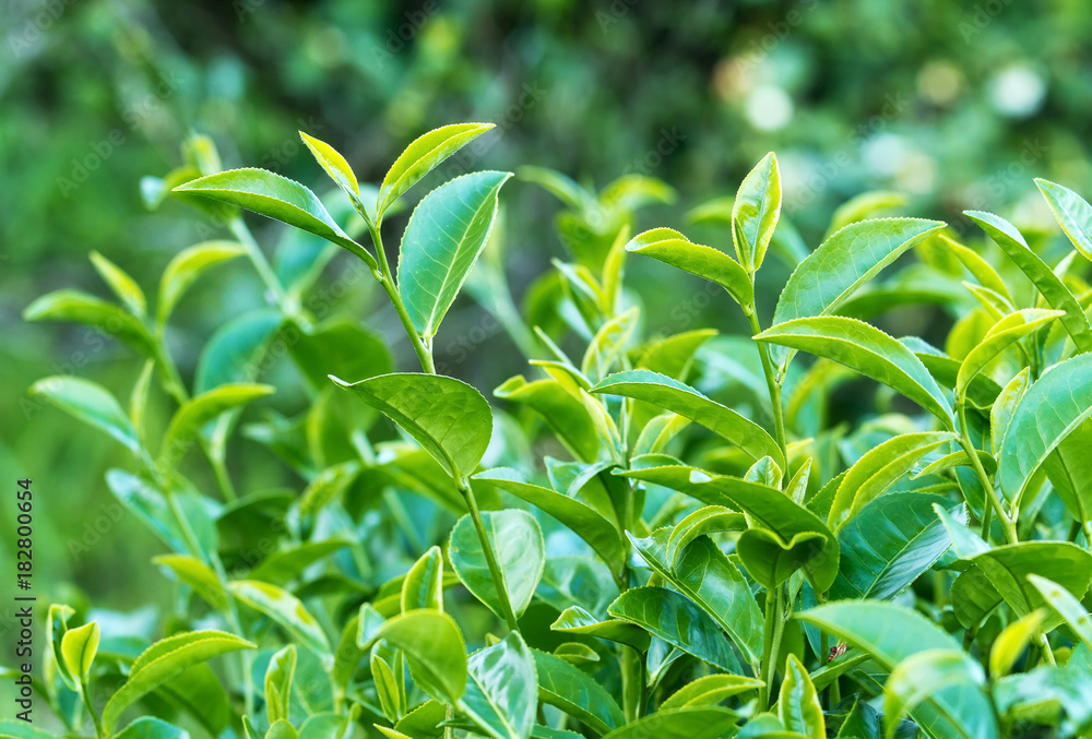 Obraz premium Group of fresh green tea leaves growing in tea plantation